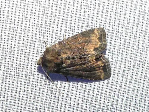Réf. 284 056 : Oligia sp.